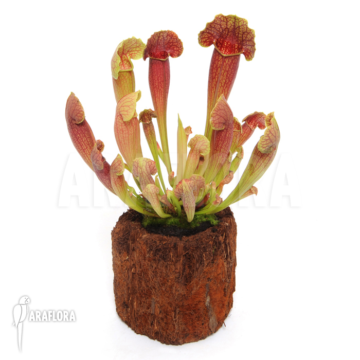 Sarracenia x purpurea hybrid ‚Barbapapa‘ ‚M‘