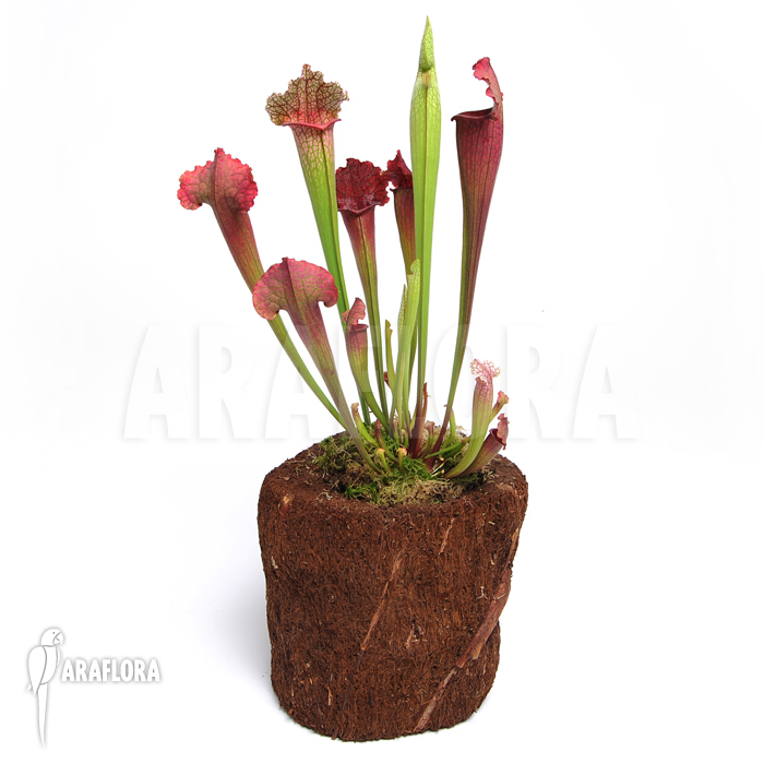 Sarracenia x ‚juthatip Soper‘ ‚XL‘