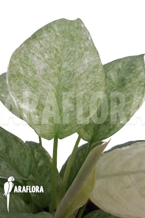 Schismatoglottis longispatha variegata