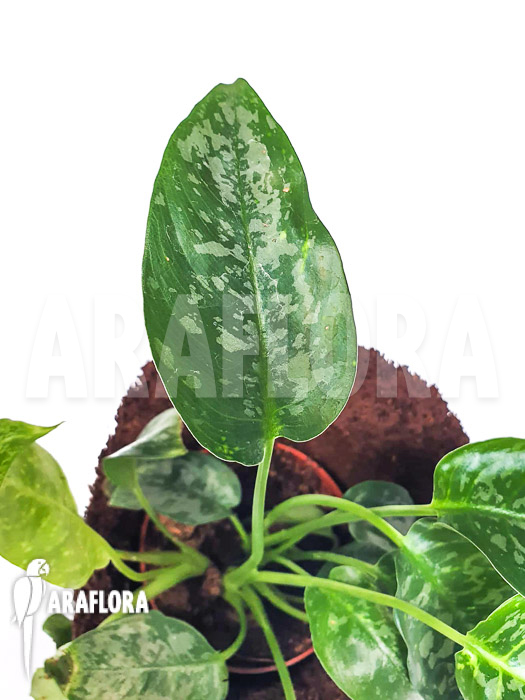 Schismatoglottis scortechinii