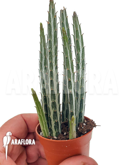 Senecio stapeliaeformis