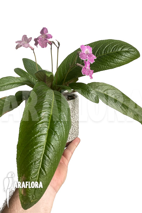 Streptocarpus hybrid Pink-speckled