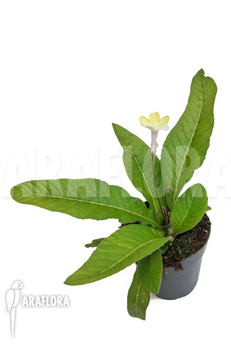 Streptocarpus hybrid Yellow-white