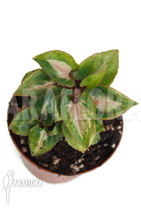 Syngonium Mickey ‚M‘