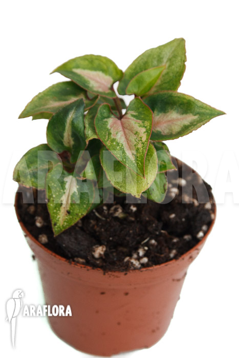 Syngonium Mickey ‚M‘