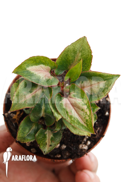 Syngonium Mickey ‚M‘