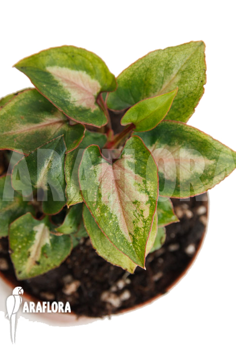 Syngonium Mickey ‚M‘