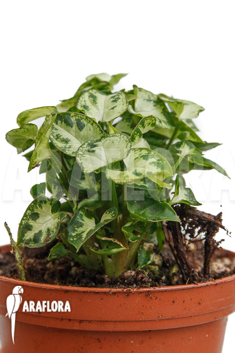 Syngonium Mini ‚M‘