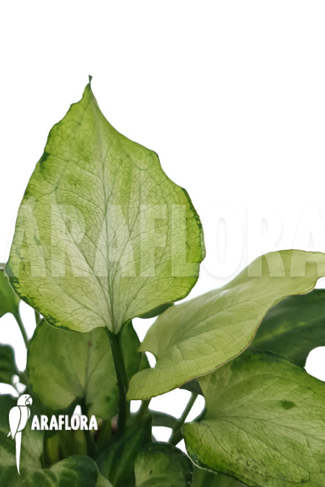 Syngonium ‚Mouse ears‘