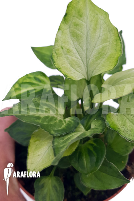 Syngonium ‚Mouse ears‘