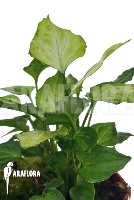 Syngonium ‚Mouse ears‘