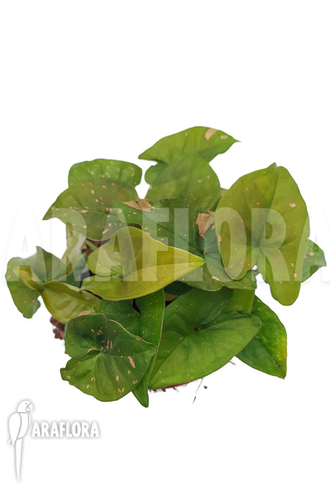 Syngonium ‚Pink splash‘