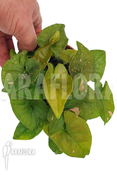 Syngonium ‚Pink splash‘