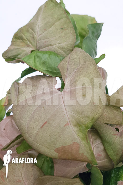 Syngonium ‚Pink spot‘