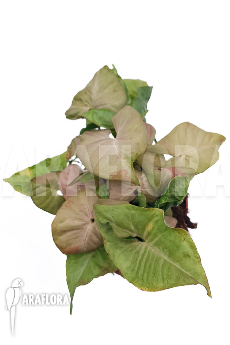 Syngonium ‚Pink spot‘