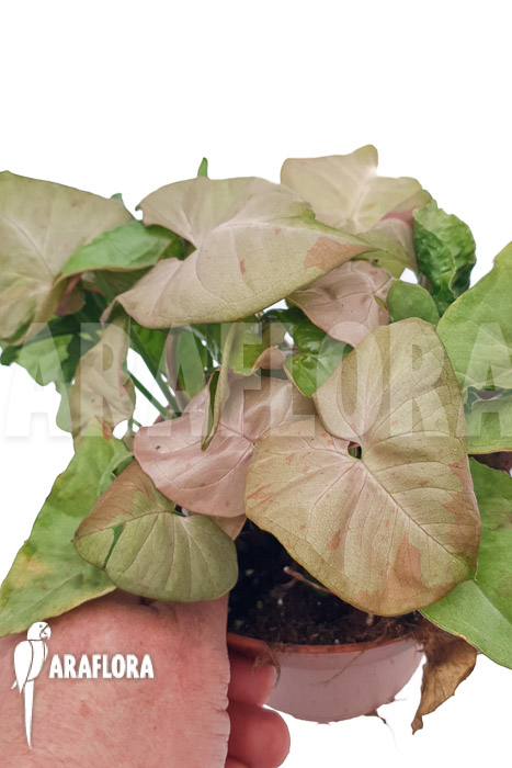 Syngonium ‚Pink spot‘