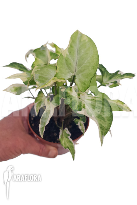 Syngonium T25