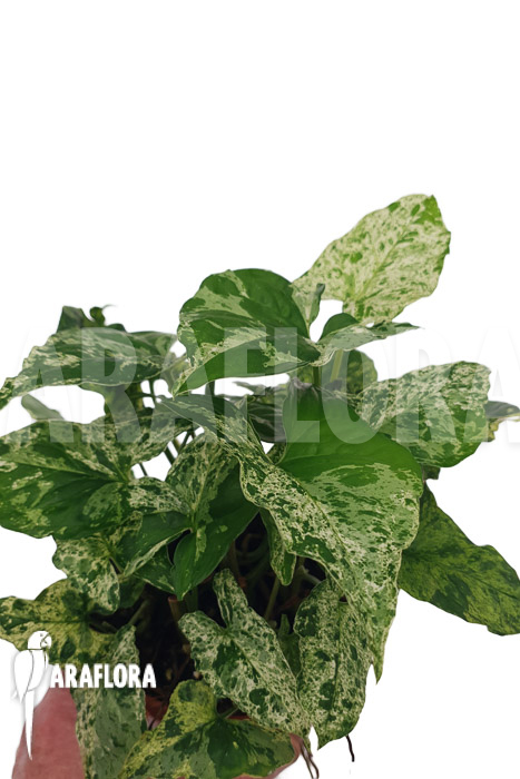 Syngonium ‚mottled mojito‘