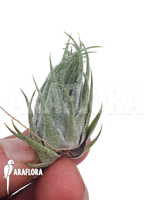 Tillandsia kautskyi ‚M‘