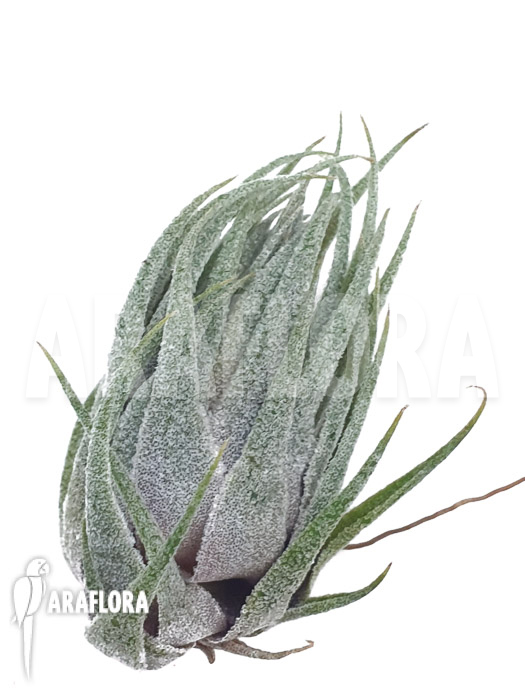 Tillandsia kautskyi ‚M‘