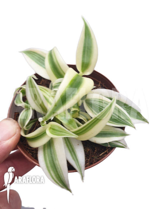 Vanilla planifolia ‚albo marginata‘ Starter