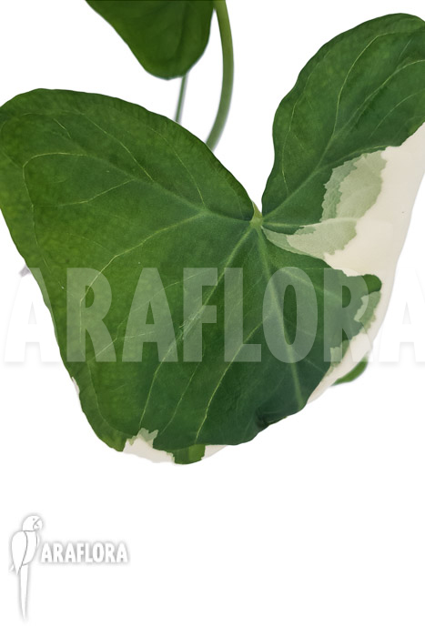 Xanthosoma albo marginata ‚Mickey Mouse‘