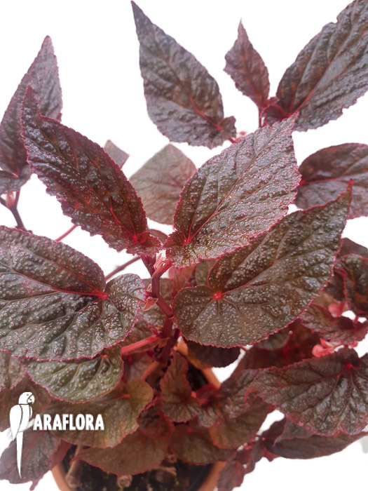 Begonia x ‚U062‘