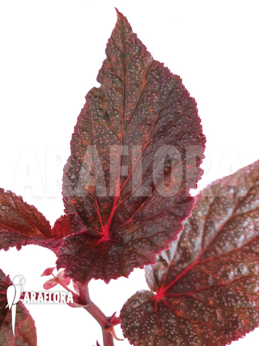 Begonia x ‚U062‘
