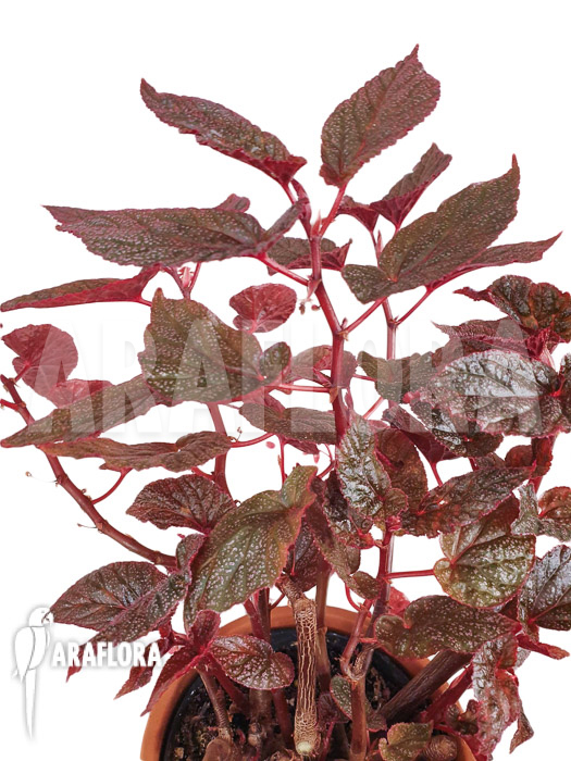 Begonia x ‚U062‘