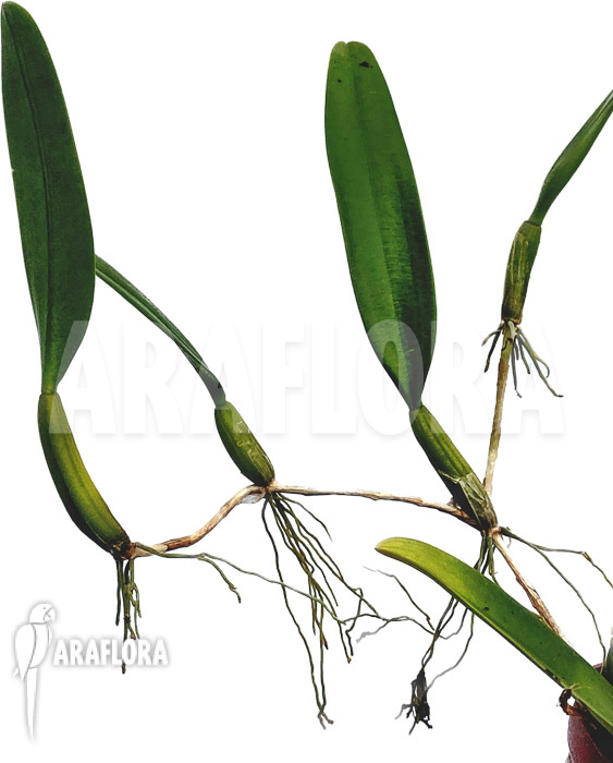 Bulbophyllum odoratissimum