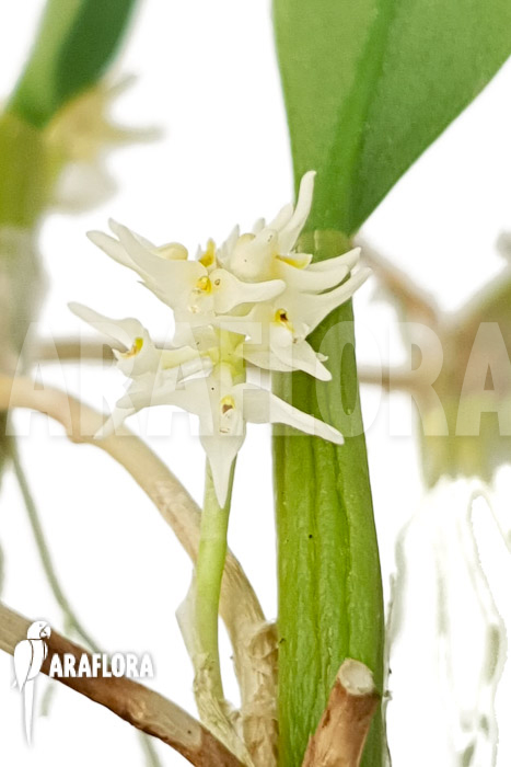 Bulbophyllum odoratissimum