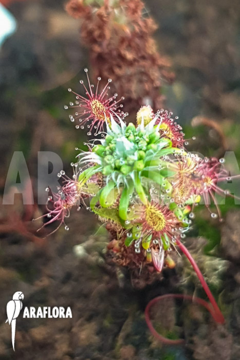 Drosera lasiantha