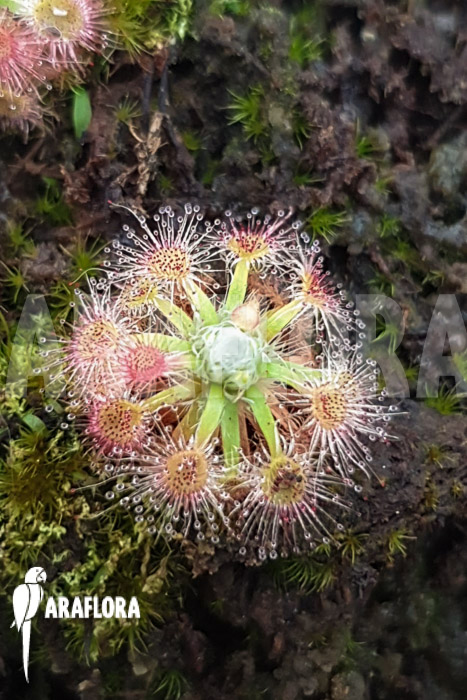 Drosera leucoblasta (Cranbrook)