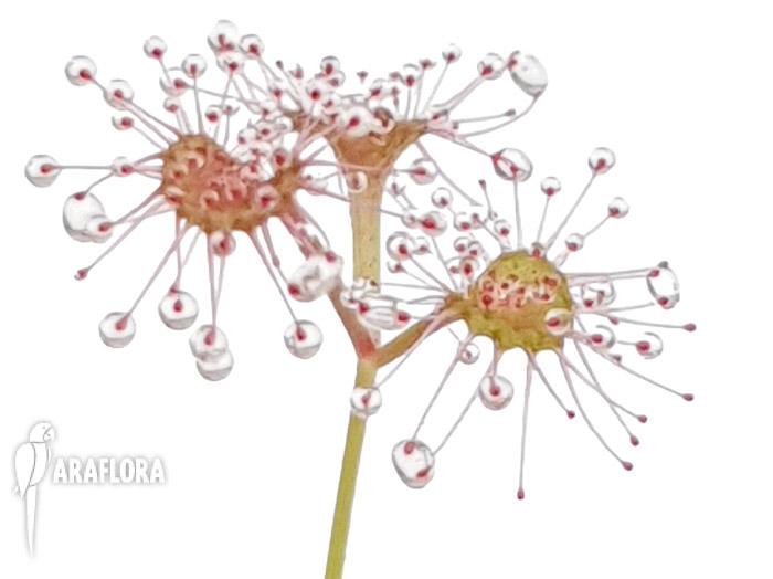 Drosera platypoda1