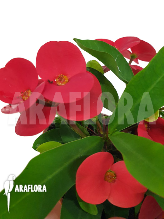 Euphorbia milii (Red)