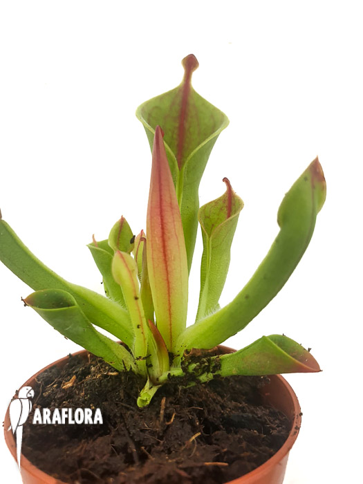 Heliamphora minor ‚M‘