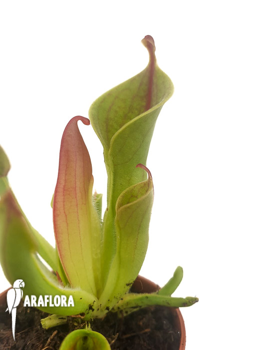 Heliamphora minor ‚M‘
