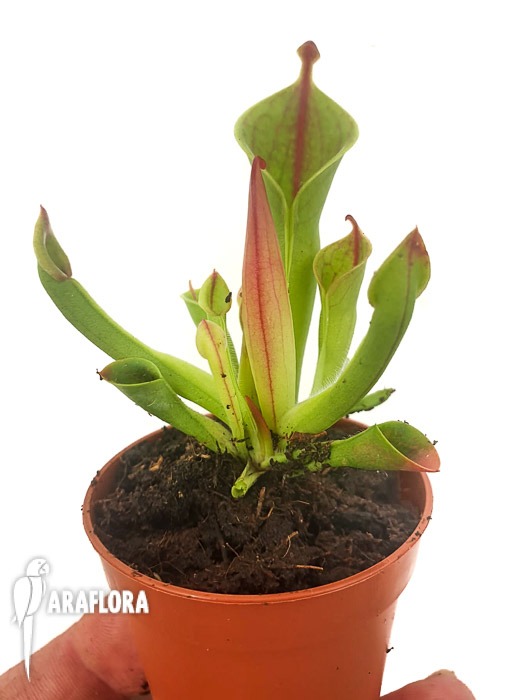 Heliamphora minor ‚M‘
