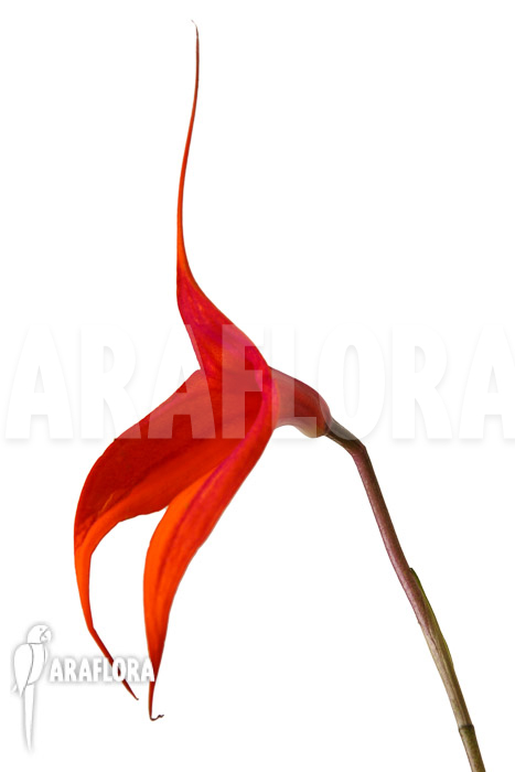 Masdevallia veitchiana