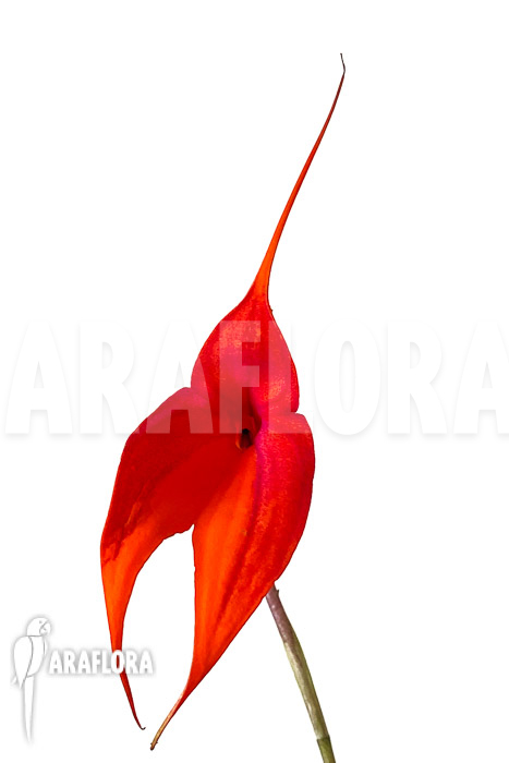 Masdevallia veitchiana