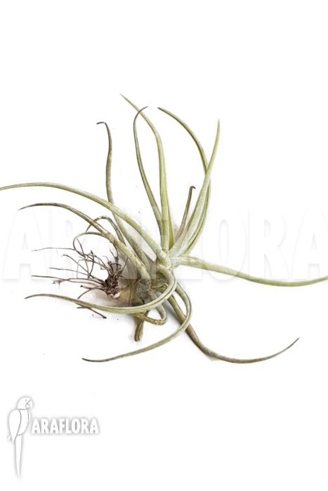 Tillandsia duratii ‚M‘
