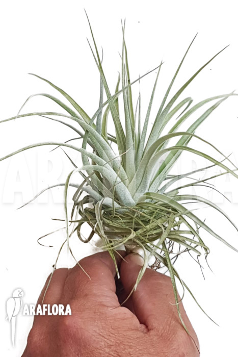 Tillandsia gardnerii