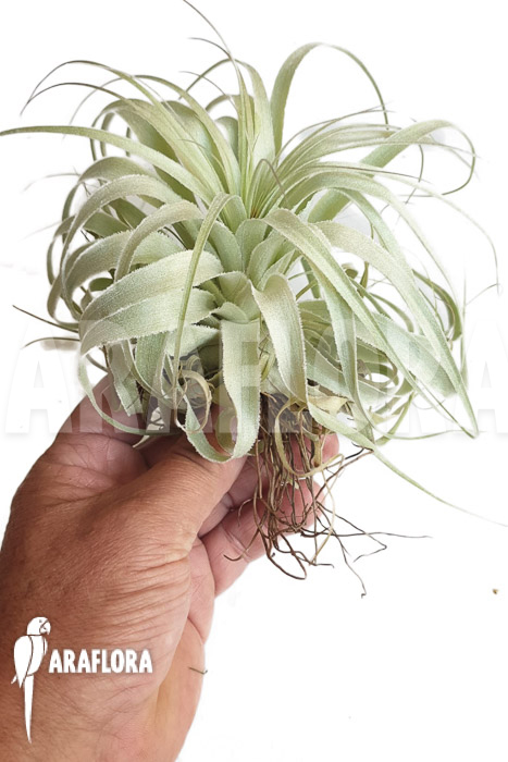 Tillandsia gardnerii ‚L‘