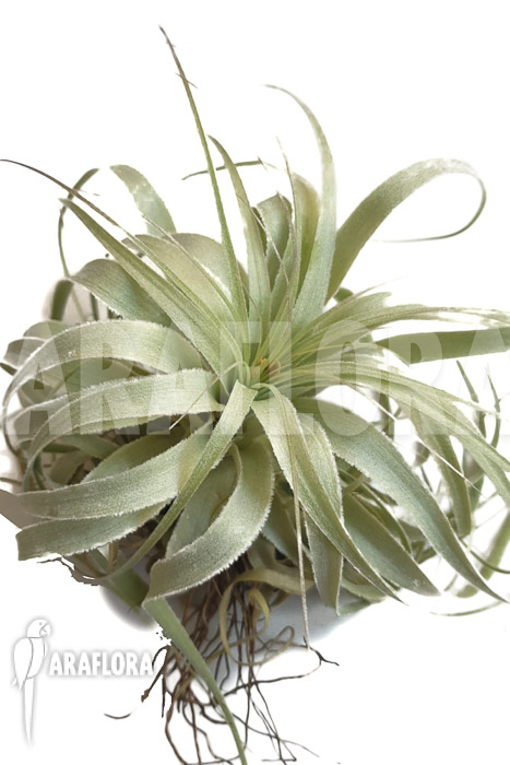 Tillandsia gardnerii ‚L‘