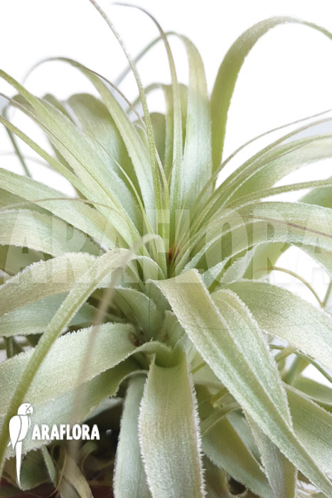 Tillandsia gardnerii ‚L‘