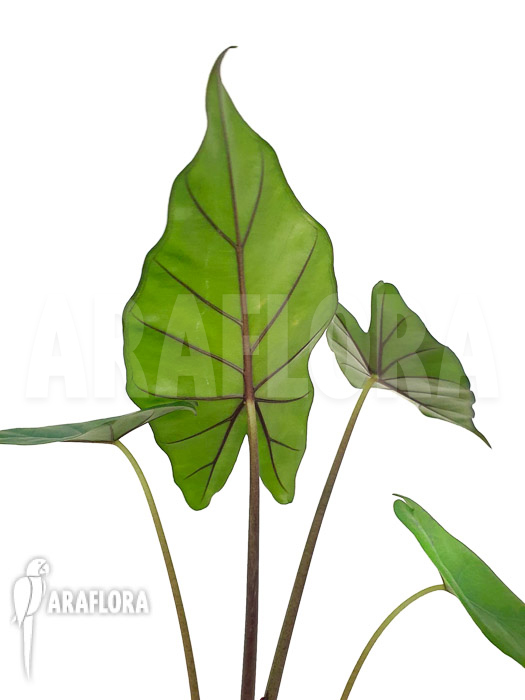Alocasia ‚Sumo‘