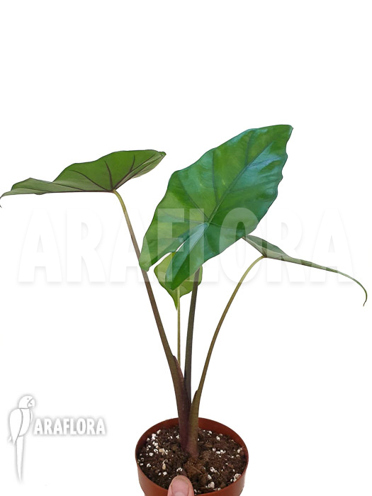 Alocasia ‚Sumo‘