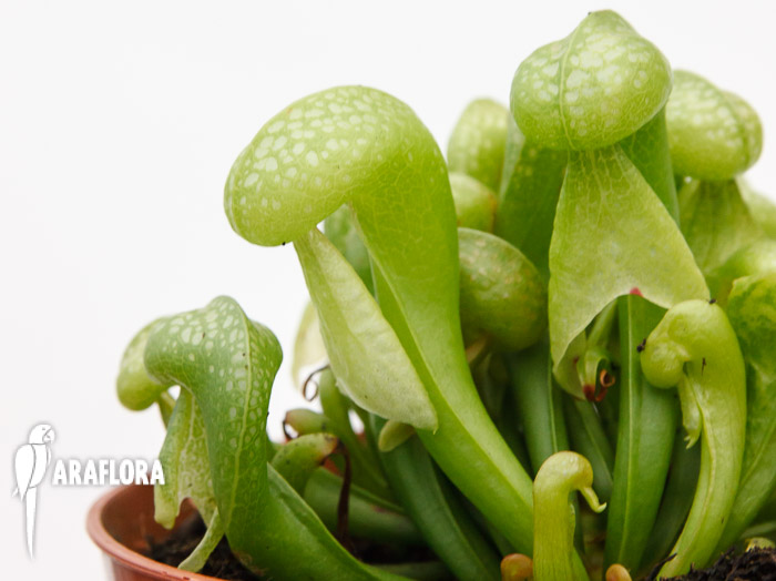 Darlingtonia californica ‚Green‘