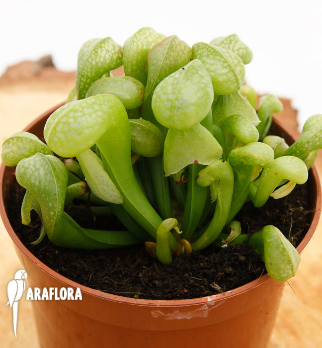 Darlingtonia californica ‚Green‘