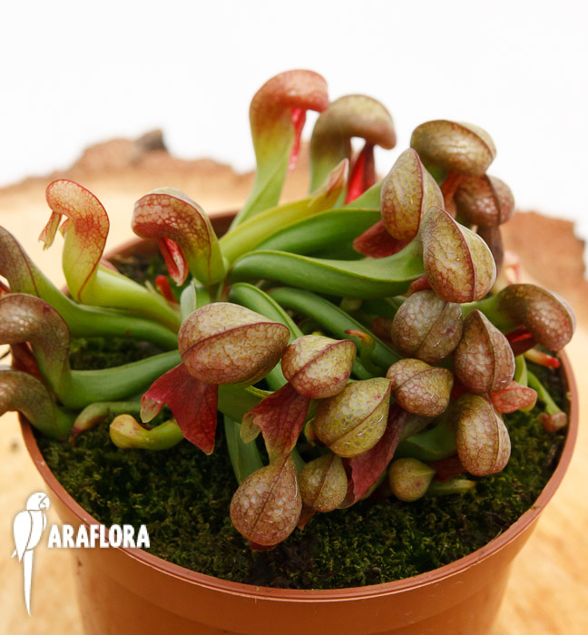 Darlingtonia californica ‚Red‘